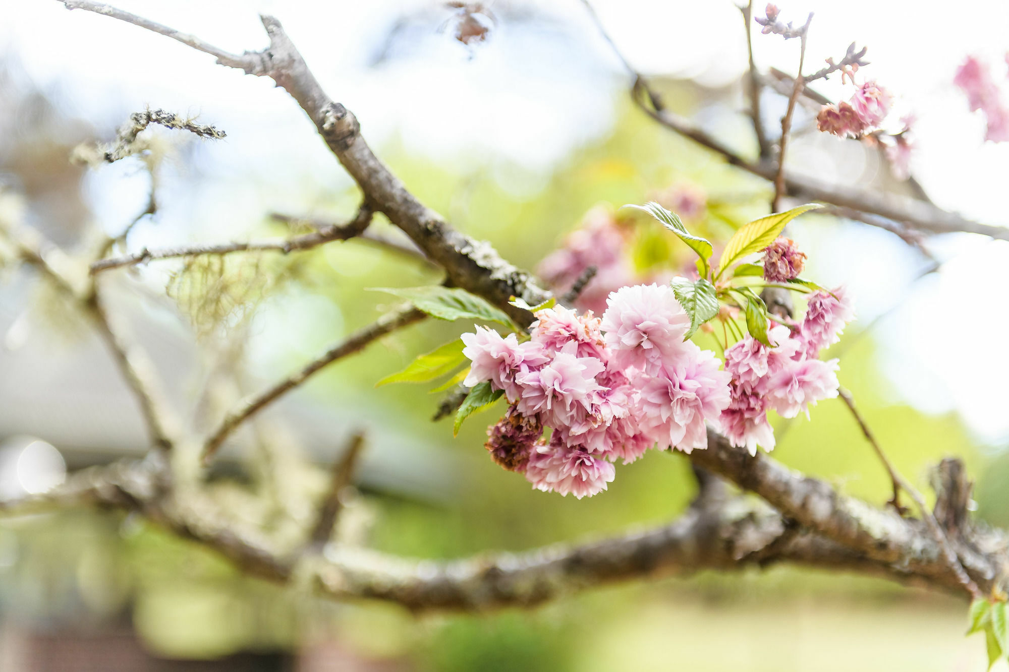 Вілла Federation Gardens & Possums Hideaway Блекгіт Екстер'єр фото